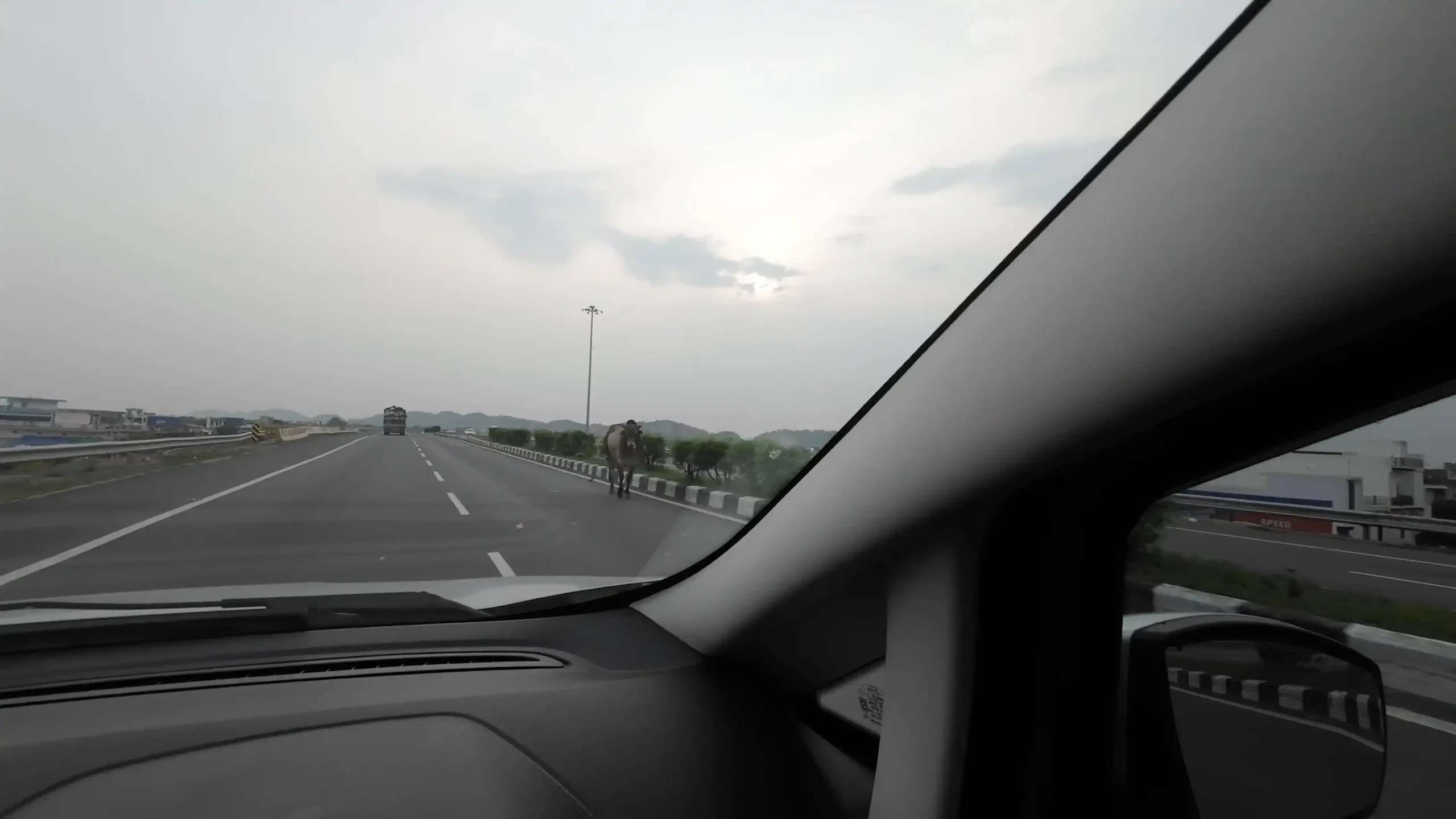 Huge stray cows standing directly in the middle of the fast lane on National Highway 21 during the Agra to Jaipur drive